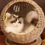 ⁦سلة للقطط⁩ - الصورة ⁦3⁩